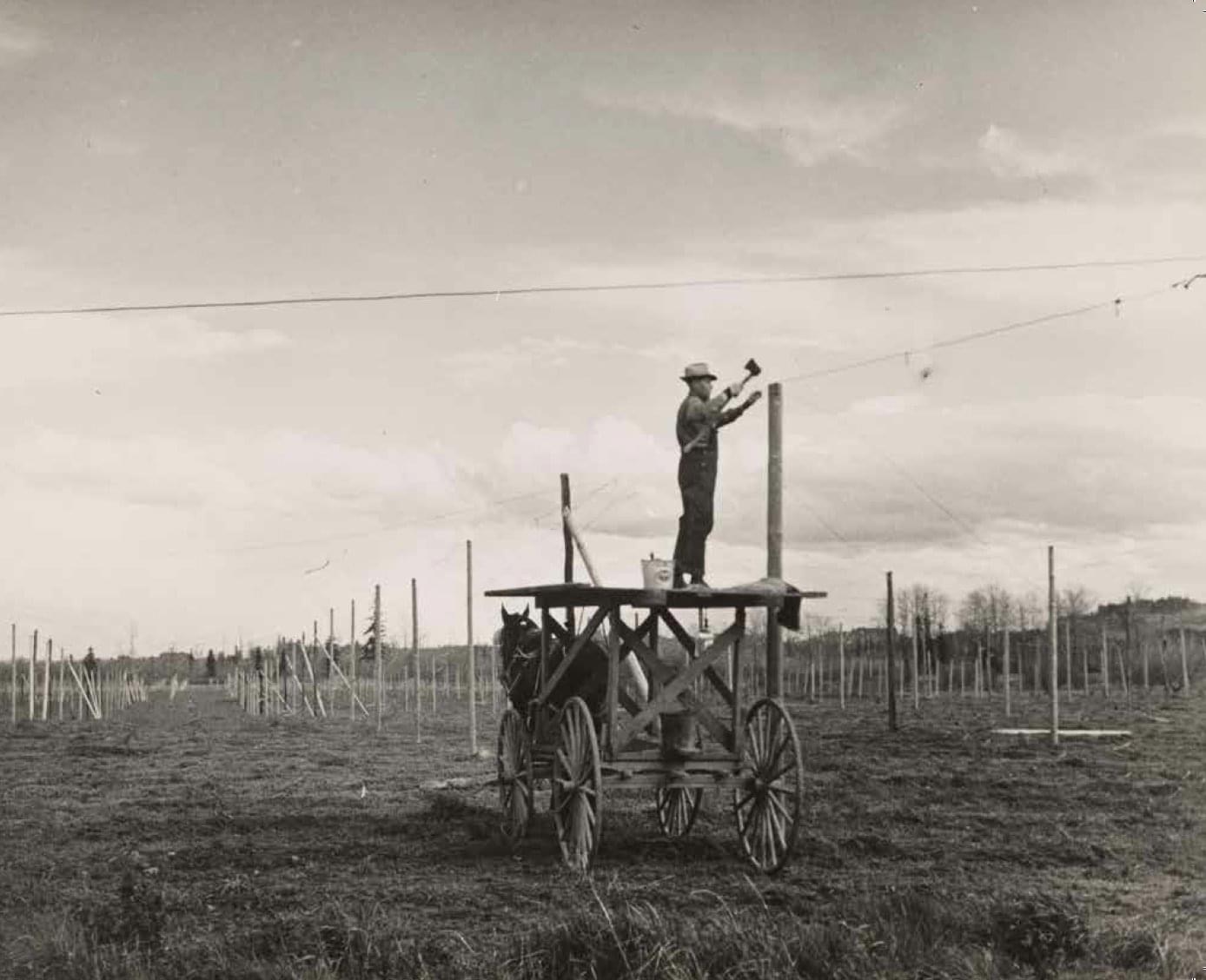 Securing wire to poles with tractor pulling high tower, 1952