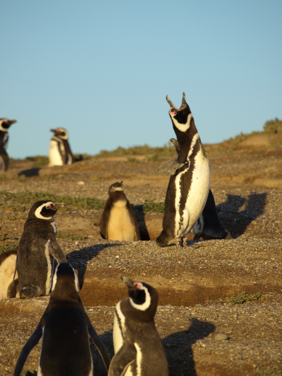 Penguins in Punta Tombo by Eric Wagner