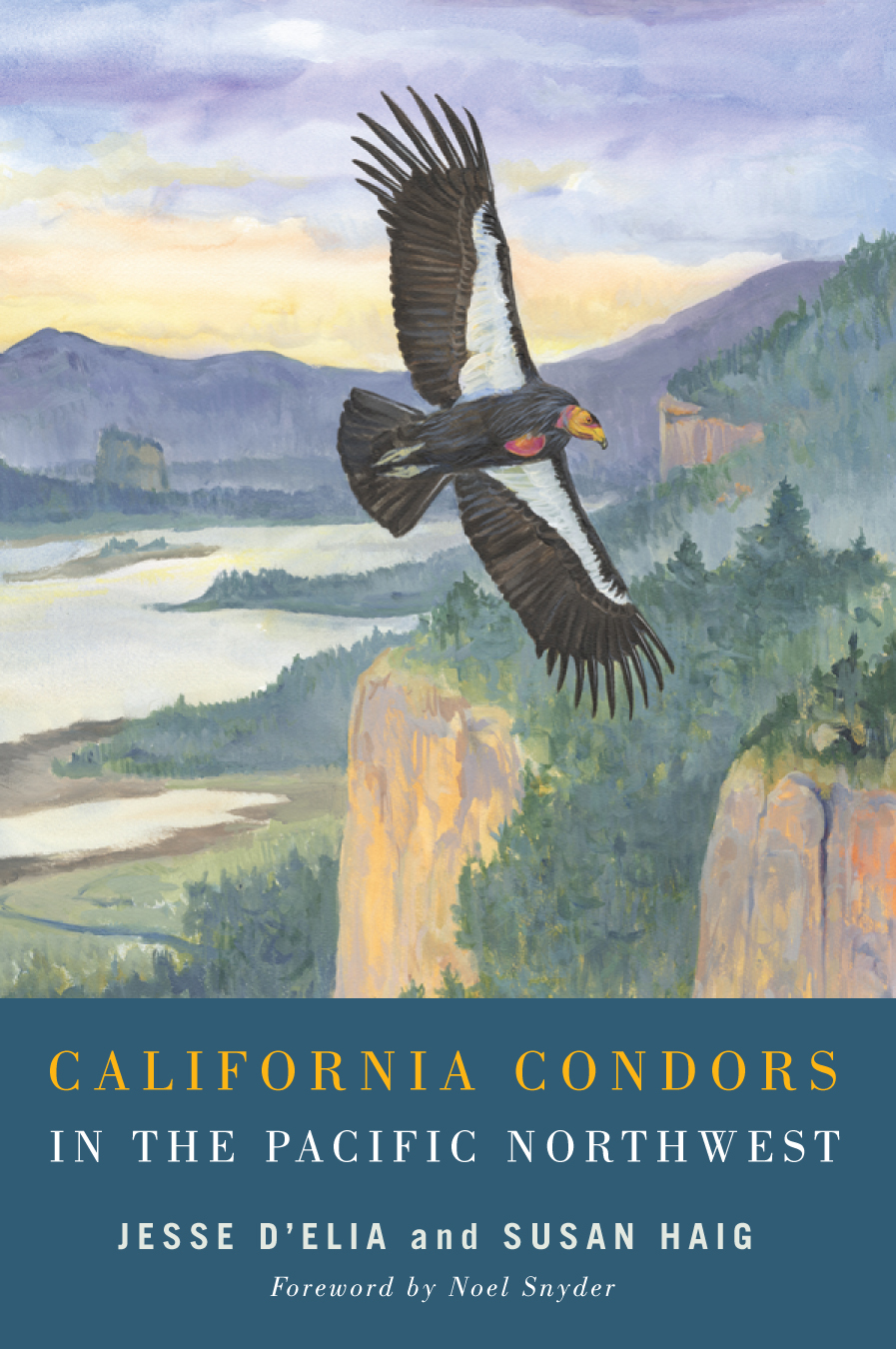 Condors cover