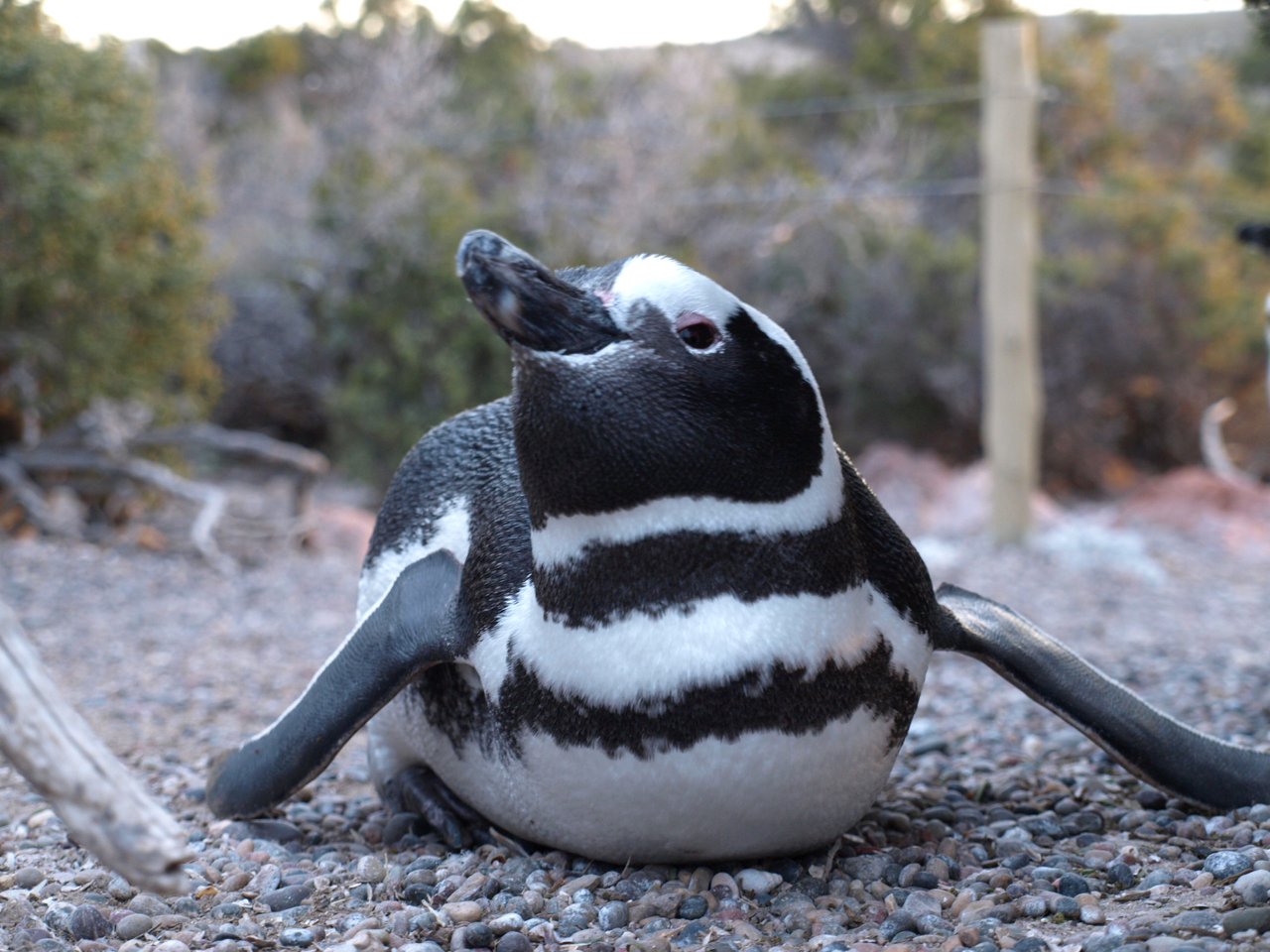 Cute Penguin in Punta Tombo by Eric Wagner